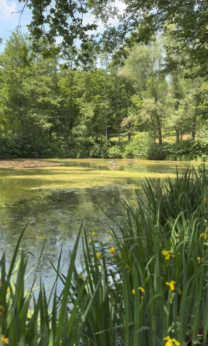 Teich mit gelben Schwertlilien im Freizeitgelände Finkelkarst